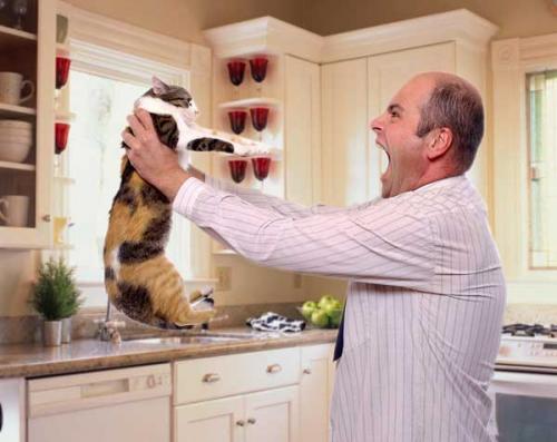 Каких людей любят кошки энергетика. Каких людей любят кошки