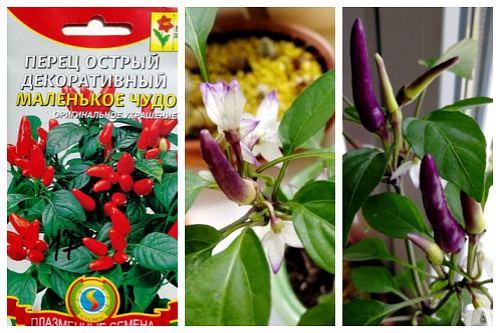 Комнатный перец цветет, но не дает плоды. Популярные сорта перцев для выращивания в доме