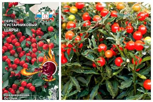 Комнатный перец цветет, но не дает плоды. Популярные сорта перцев для выращивания в доме