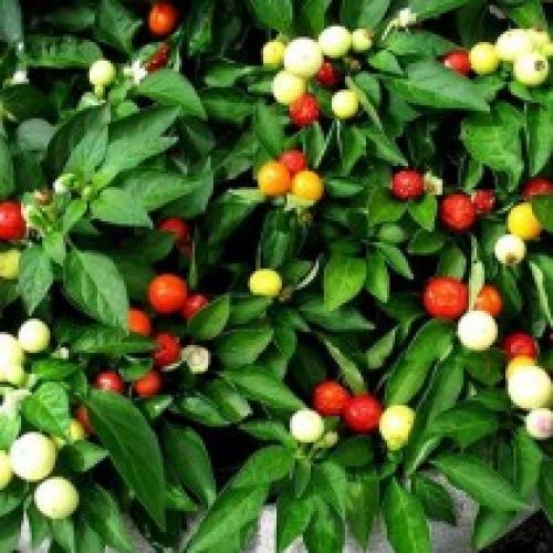 Комнатный острый перец сорта. Интересные сорта комнатного горького перца