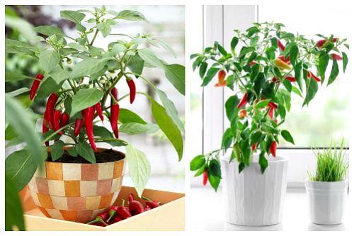 Комнатный перец цветет, но не дает плоды. Популярные сорта перцев для выращивания в доме