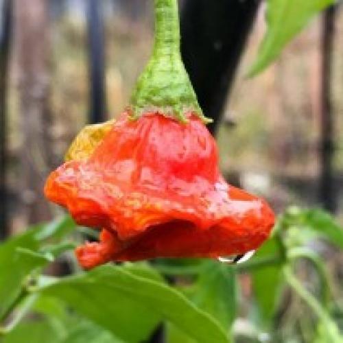 Комнатный острый перец сорта. Интересные сорта комнатного горького перца