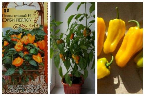Комнатный перец цветет, но не дает плоды. Популярные сорта перцев для выращивания в доме