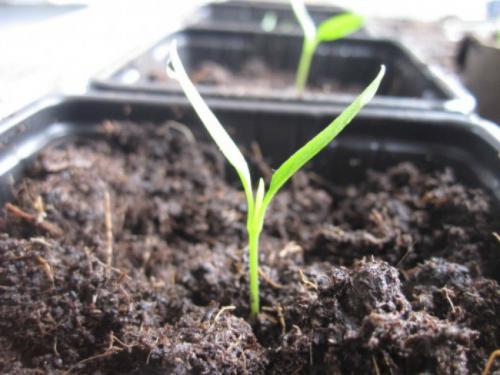 Острый перец на подоконнике зимой. Поливы, подкормки и обрезка