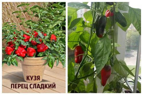Комнатный перец цветет, но не дает плоды. Популярные сорта перцев для выращивания в доме