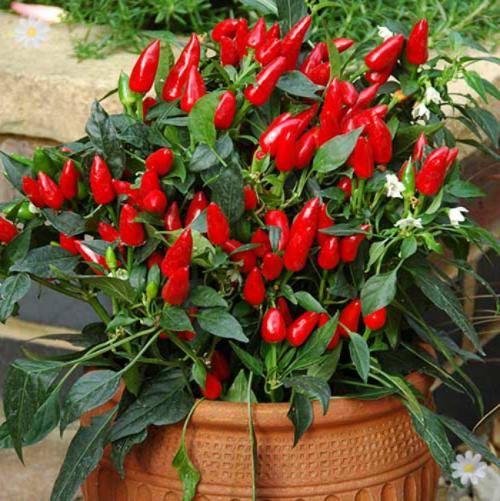 Острый перец на подоконнике зимой. Поливы, подкормки и обрезка