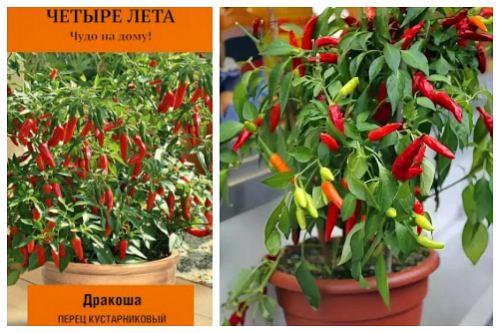 Комнатный перец цветет, но не дает плоды. Популярные сорта перцев для выращивания в доме
