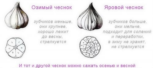 Что любит чеснок при посадке. Выращивание чеснока в открытом грунте: советы и правила