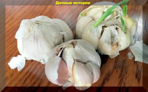 Хитрая посадка чеснока. Яровой чеснок: важные особенности выращивания . Основные ошибки дачников при посадке