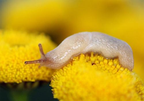 Вредные черви в огороде. Самые распространенные вредители сада и огорода