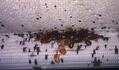 Как избавиться от дождевых червей в ванной. Откуда берутся насекомые в ванной