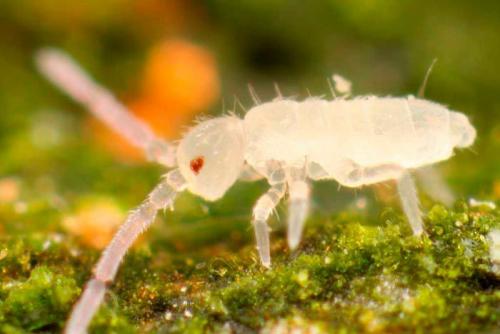 Как избавиться от дождевых червей в огороде. И даже задают вопрос в интернете –, как от них избавиться? 05 Как избавиться от дождевых червей в огороде. И даже задают вопрос в интернете –, как от них избавиться? 05