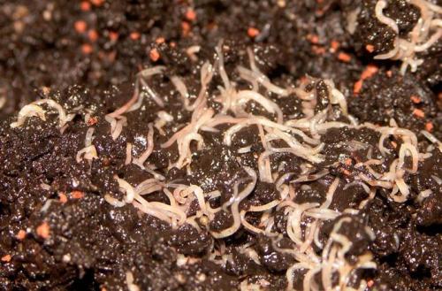 Как избавиться от дождевых червей в огороде. И даже задают вопрос в интернете –, как от них избавиться? 08 Как избавиться от дождевых червей в огороде. И даже задают вопрос в интернете –, как от них избавиться? 08