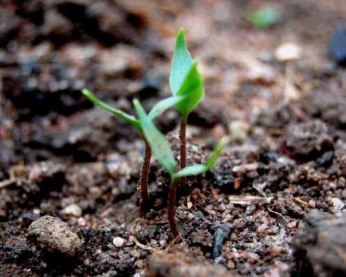 Как избавиться от дождевых червей в цветочном горшке. Результаты деятельности червей в цветочных контейнерах