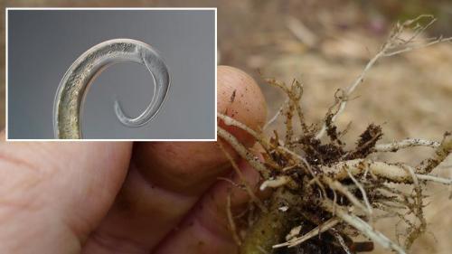 Как избавиться от дождевых червей в огороде. И даже задают вопрос в интернете –, как от них избавиться? 07 Как избавиться от дождевых червей в огороде. И даже задают вопрос в интернете –, как от них избавиться? 07