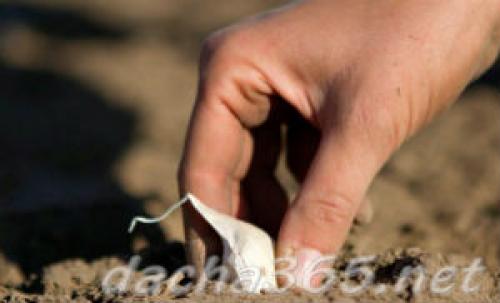 Технология выращивания чеснока в открытом грунте. Выращивание чеснока в открытом грунте