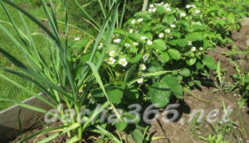 Технология выращивания чеснока в открытом грунте. Выращивание чеснока в открытом грунте
