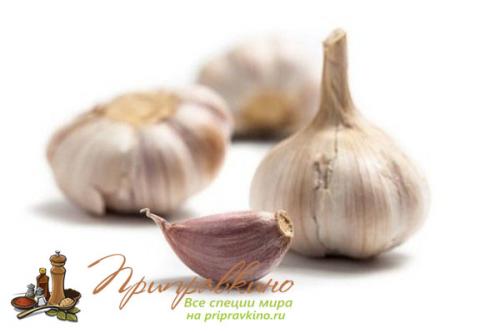 Выращивание чеснока в домашних условиях. Советы по выращиванию шикарного чеснока на подоконнике в квартире