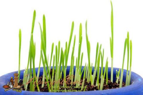 Выращивание чеснока в домашних условиях. Советы по выращиванию шикарного чеснока на подоконнике в квартире