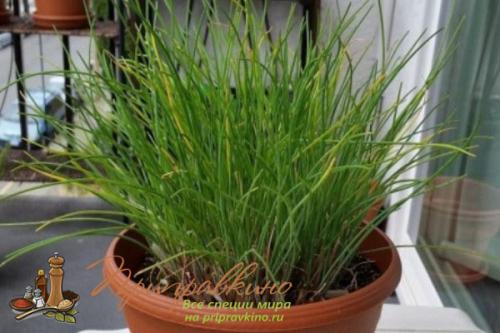 Выращивание чеснока в домашних условиях. Советы по выращиванию шикарного чеснока на подоконнике в квартире