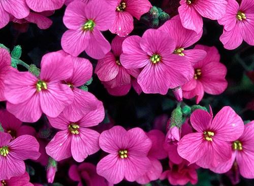 Обриета, как обрезать. Сорта и виды обриеты с фото и названиями 10