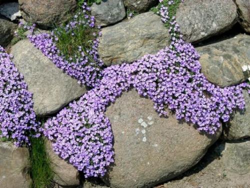 Обриета в сибири. Обриета (аубреция): особенности посева на рассаду