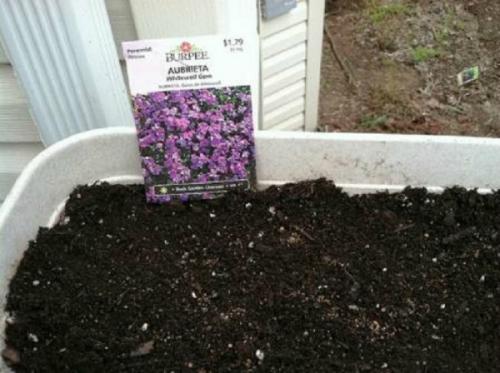 Выращивание обриеты из семян в домашних условиях. Как вырастить обриету из семян в домашних условиях на рассаду