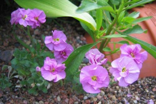 Цветы обриета. Обриета (60 фото): виды, посадка и уход в открытом грунте