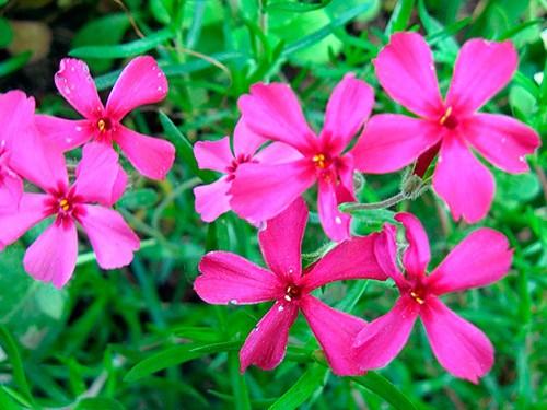 Обриета, как обрезать. Сорта и виды обриеты с фото и названиями 06