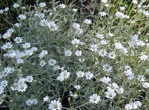 Обриета, как обрезать. Сорта и виды обриеты с фото и названиями 11