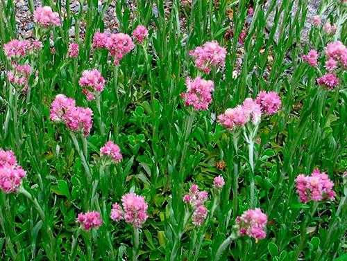 Обриета, как обрезать. Сорта и виды обриеты с фото и названиями 05