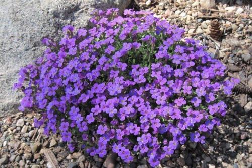 Цветы обриета. Обриета (60 фото): виды, посадка и уход в открытом грунте