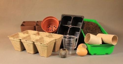 Обриета в сибири. Обриета (аубреция): особенности посева на рассаду