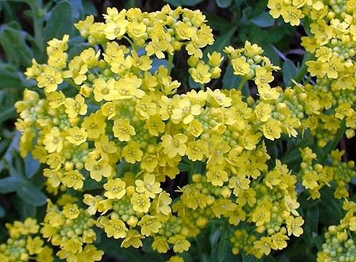 Обриета, как обрезать. Сорта и виды обриеты с фото и названиями 08