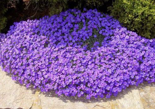 Обриета в сибири. Обриета (аубреция): особенности посева на рассаду