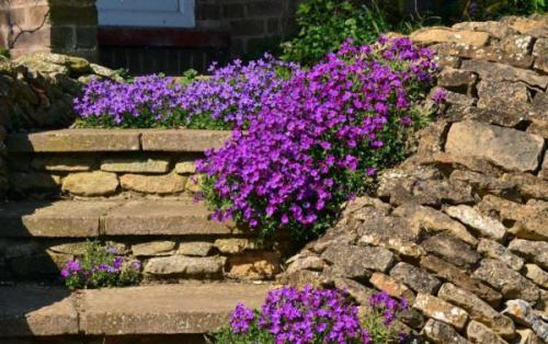 Обриета в сибири. Обриета (аубреция): особенности посева на рассаду