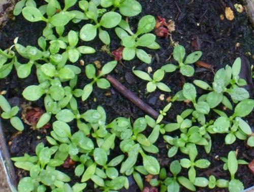 Выращивание обриеты из семян в домашних условиях. Как вырастить обриету из семян в домашних условиях на рассаду