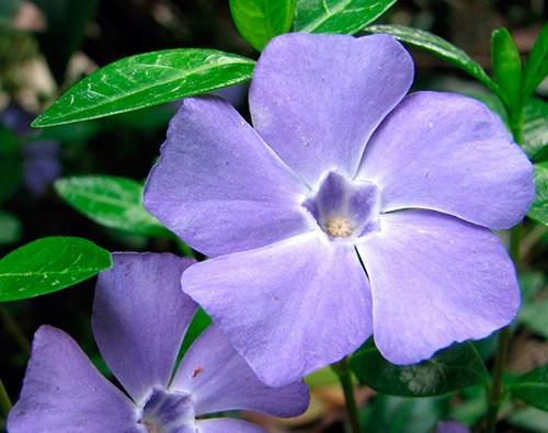 Обриета, как обрезать. Сорта и виды обриеты с фото и названиями 01