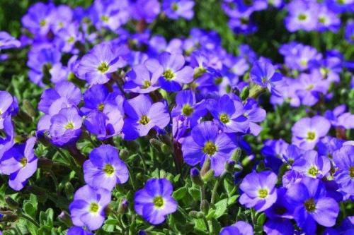 Цветы обриета. Обриета (60 фото): виды, посадка и уход в открытом грунте