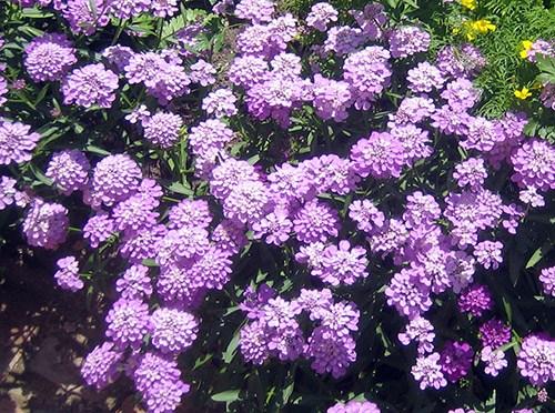 Обриета, как обрезать. Сорта и виды обриеты с фото и названиями 09