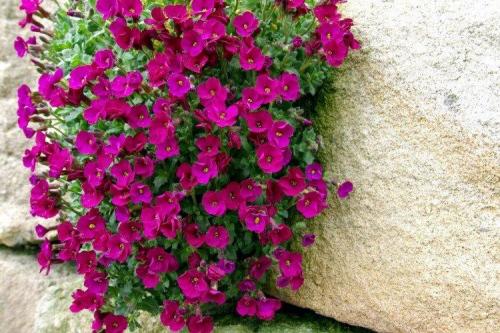 Цветы обриета. Обриета (60 фото): виды, посадка и уход в открытом грунте