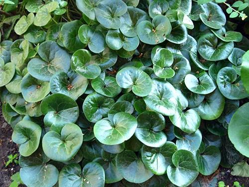 Обриета, как обрезать. Сорта и виды обриеты с фото и названиями 03