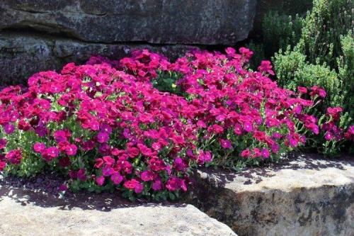 Цветы обриета. Обриета (60 фото): виды, посадка и уход в открытом грунте