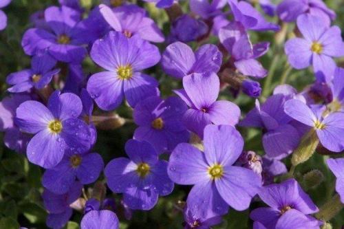 Цветы обриета. Обриета (60 фото): виды, посадка и уход в открытом грунте