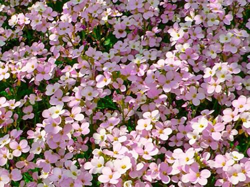 Обриета, как обрезать. Сорта и виды обриеты с фото и названиями 07