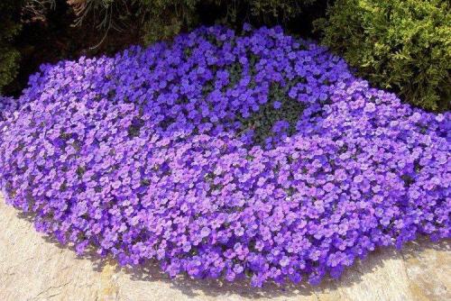 Цветы обриета. Обриета (60 фото): виды, посадка и уход в открытом грунте