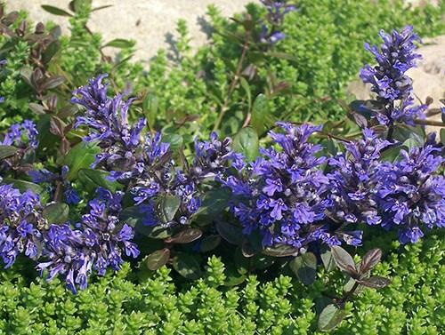 Обриета, как обрезать. Сорта и виды обриеты с фото и названиями 02