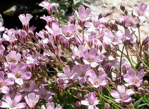 Обриета, как обрезать. Сорта и виды обриеты с фото и названиями 04