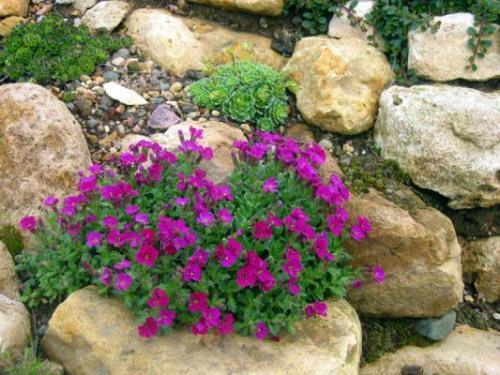 Обриета в сибири. Обриета (аубреция): особенности посева на рассаду