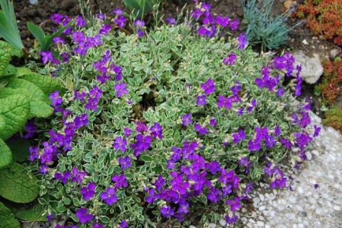 Цветы обриета. Обриета (60 фото): виды, посадка и уход в открытом грунте